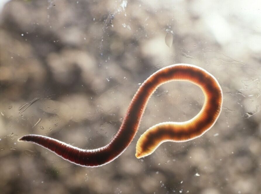 Helminths